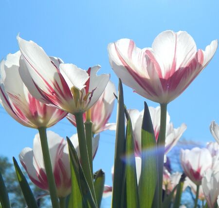 Flowersの写真素材