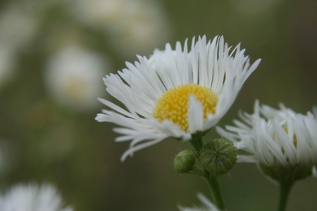 chamomileの写真素材