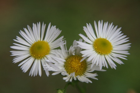 chamomileの写真素材