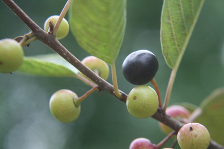 Berriesの写真素材