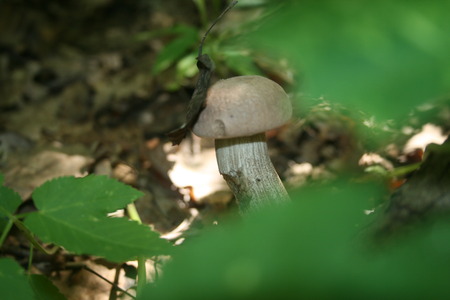 boletusの写真素材