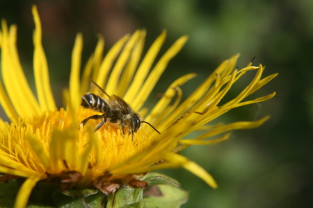 beeの写真素材