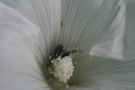 beeの写真素材