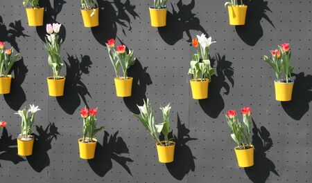 flowers in potsの写真素材