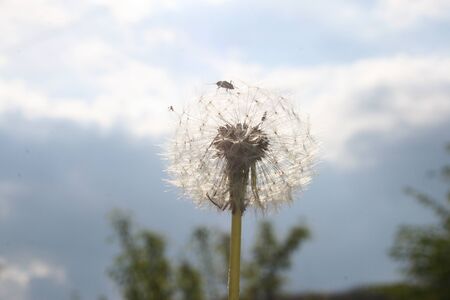 dandelionsの写真素材
