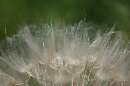 dandelion