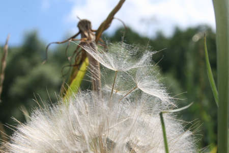 dandelionの写真素材