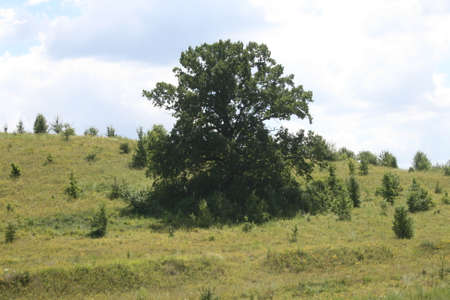 oakの写真素材