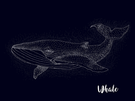 Whale, constellation, vector graphicsのイラスト素材