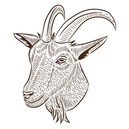 Freehand drawing, a portrait of a goatのイラスト素材