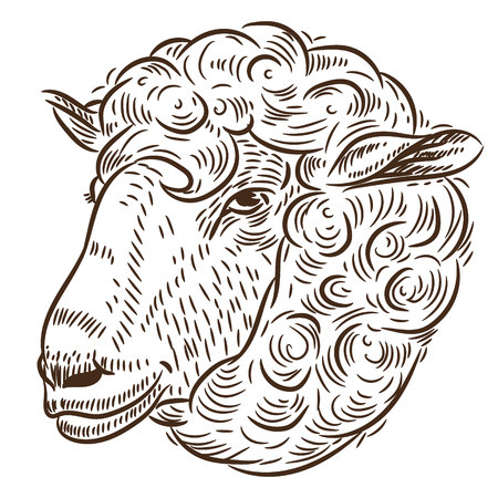 Portrait of a sheep. Sketch by handのイラスト素材