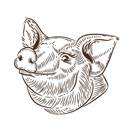Portrait of a pig, freehand drawing, vectorのイラスト素材