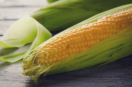 Raw organic yellow sweet corn on wooden background