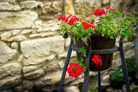 Potted plants and red flowers on the street in front of an old stone wallの写真素材