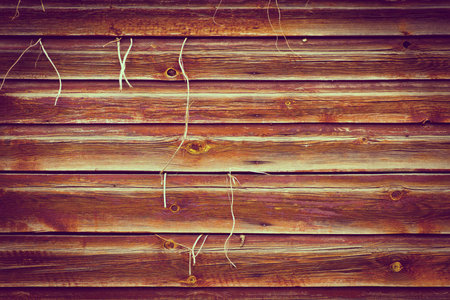 Old wood texture background with plant growing outwards