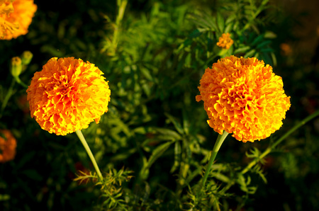 Pink and violet aster autumn flowers over green backgroundの写真素材