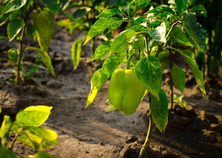 Green bell pepper plant with ripe peppers ready to havestの写真素材