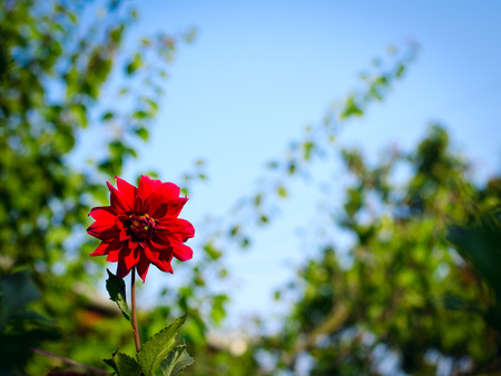 Colorful dahlia flower red in autumn garden against the blue skyの写真素材