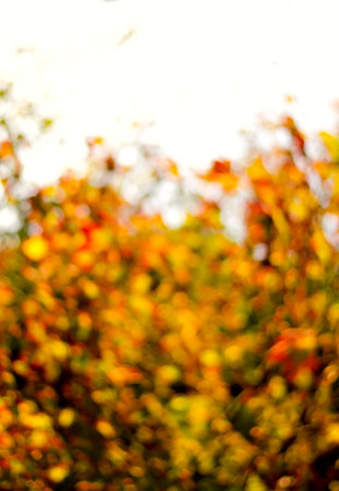 Blurred background of golden autumn leaves with bokeh for frame