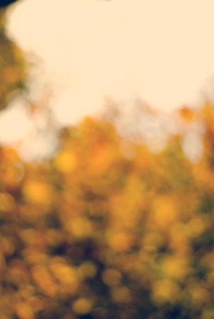 Blurred background of golden autumn leaves with bokeh for frameの写真素材