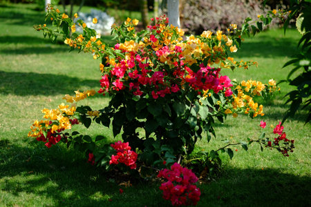 Lush blooming flower with colorful mix of summer flowers.