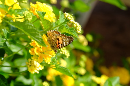 Lush blooming flower with colorful mix of summer flowers with butterflyの写真素材
