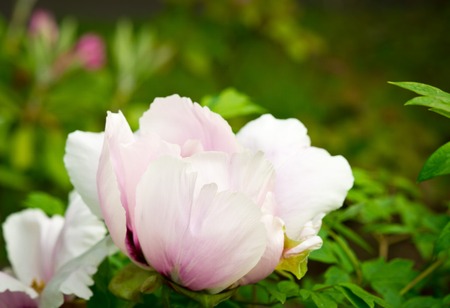 Colorful flowers in summer garden, for background. Selective focusの写真素材