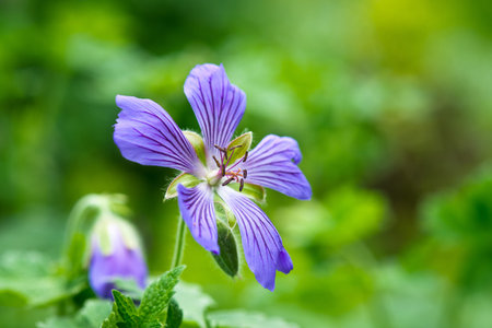 Colorful flowers in summer garden, for background. Selective focus