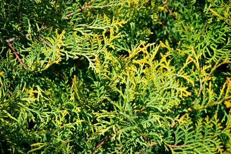Leaves of pine tree Thuja, yellow and green background.の写真素材
