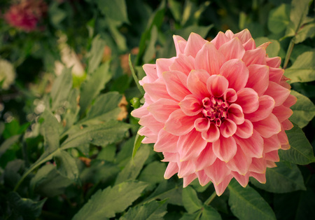 Colorful dahlia flower pink in autumn garden, tonedの写真素材