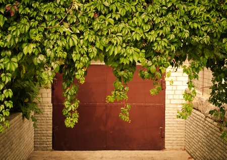 Green grape leaves above old garage door as frame, vintage style, tonedの写真素材