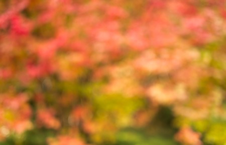 Blurred fall trees and leaves, festive background autumn nature.の写真素材