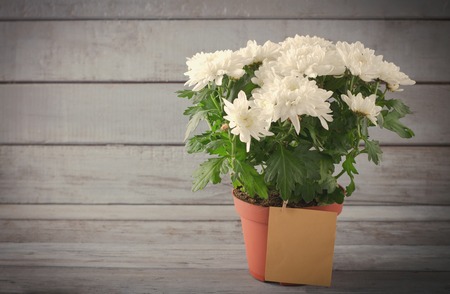 White Chrysanthemum in flower pot with gift, greeting card, on grey wooden backround, tonedの写真素材