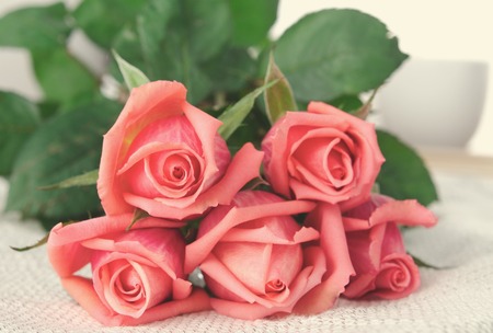 Pink Roses, Flowers on White Background, card for Valentines day, copy spaceの写真素材