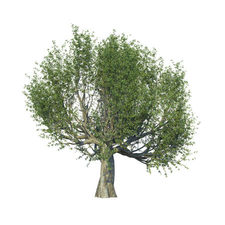 Olive Tree. 3d rendering. Isolated. On white background.の写真素材