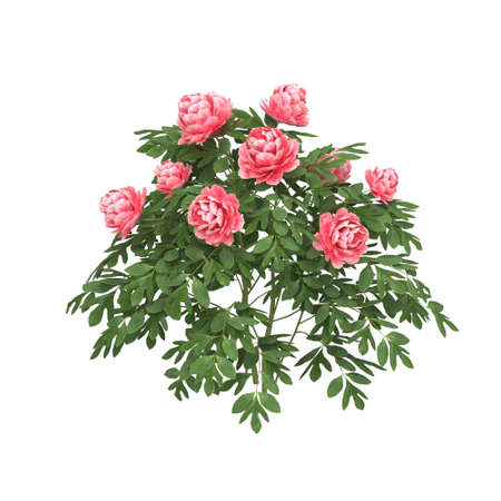 Blooming peony plant in pink color. Isometry. View. 3d rendering.の写真素材