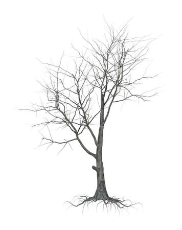 A withered tree without foliage. On white background. 3d rendering.の写真素材