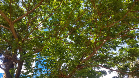 Tropical tree with green leaves and blue sky in the park