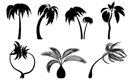 Set tropical palm trees with leaves, mature and young plants. Black silhouettes isolated on white background. Vector Palm iconのイラスト素材