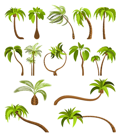 Palm trees isolated on white background. Beautiful vector palm tree set vector illustrationのイラスト素材