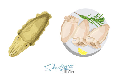Cuttlefish seafood isolated sketch. Illustration of a dish of cuttlefish with lemon and rosemary on a plate. Cuttlefish cooked. Vector Illustration.のイラスト素材
