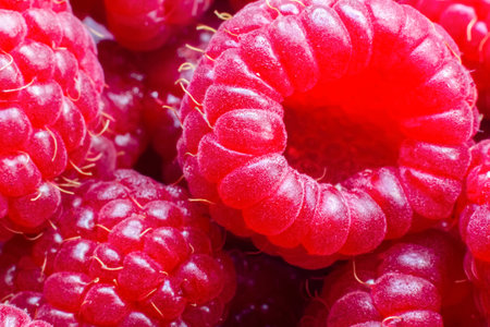 Macro of ripe red raspberry. Food background. Close-up.の写真素材