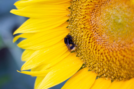 A bumblebee covered in pollen and collecting nectar from a yellow sunflower.