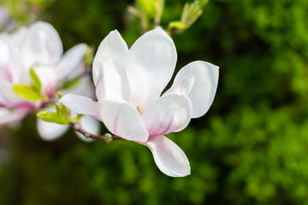 Pink blooming magnolia flowers on a bright sunny day. Close-up.の写真素材