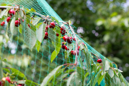 Bird netting on a tree with ripe cherries. Juicy cherry berriesの写真素材