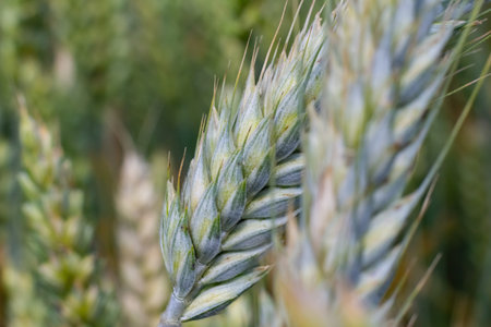 Young wheat ear in sunlight . Close-up. Macro. Wheat ear in nature on a soft blurry gold background
