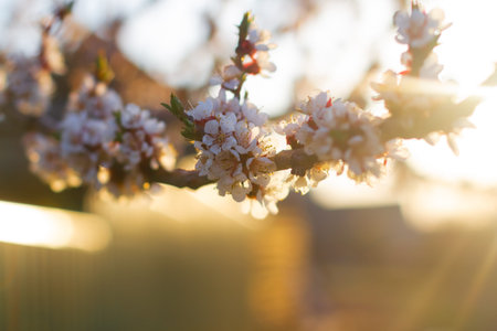 Spring flowering apricot tree. Beautiful nature scene with blooming tree and sun flare. Macro....