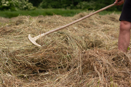 Man farmer turns the hay with a hay fork.