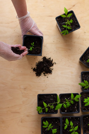 Young green seedlings of tomato in a special plastic form on a wooden background, woman gardener...