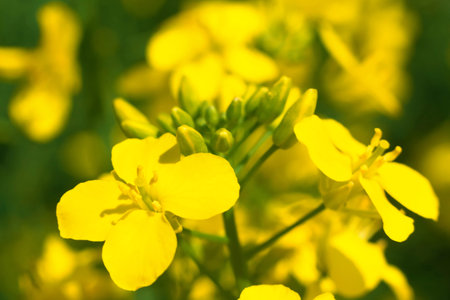 Flowering of rapeseed plants. Macro, close-up of a yellow rapeseed flower. Obtaining a crop of...